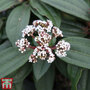 Viburnum davidii
