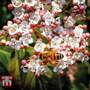 Viburnum tinus