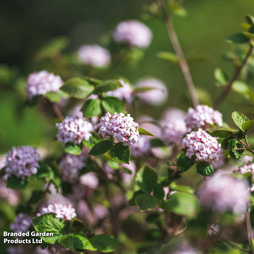 Viburnum carlesii 'Aurora'