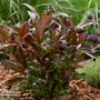 Viburnum odoratissimum 'Coppertop'