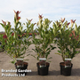 Viburnum odoratissimum 'Coppertop'