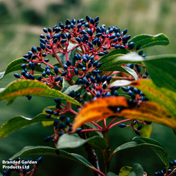 Viburnum davidii