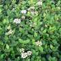Viburnum tinus 'French White'