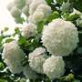 Viburnum macrocephalum 'Happy Fortuna'