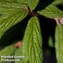 Viburnum rhytidophyllum 'Holland'