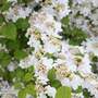 Viburnum plicatum f. tomentosum 'Kilimanjaro Sunrise'