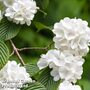 Viburnum plicatum f. plicatum 'Newport'