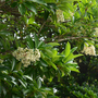 Viburnum odoratissimum var. awabuki