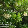 Viburnum odoratissimum var. awabuki