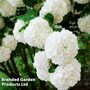 Viburnum opulus 'Compactum'