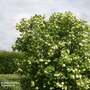 Viburnum opulus (Hedging)