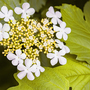 Viburnum opulus 'Park Harvest'
