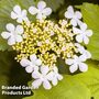 Viburnum opulus 'Park Harvest'