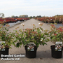 Viburnum plicatum 'Pinkawai'