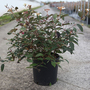 Viburnum plicatum 'Shirogami'