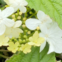 Viburnum plicatum 'Summer Snowflake'