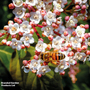 Viburnum tinus