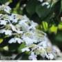 Viburnum plicatum 'Watanabe'