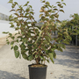 Viburnum plicatum 'Opening Day'