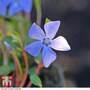 Vinca minor