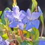 Vinca minor