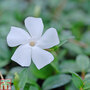 Vinca minor f. alba 'Gertrude Jekyll'
