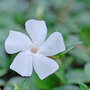 Vinca minor f. alba 'Gertrude Jekyll'