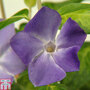 Vinca major 'Maculata'
