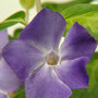 Vinca major 'Maculata'