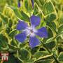 Vinca major 'Variegata'