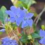 Vinca minor