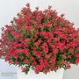 Catharanthus roseus 'Soiree Sweet Besties Cerise White Eye'