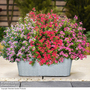 Catharanthus roseus 'Soiree Sweet Besties Trio'