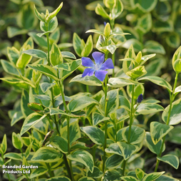 Vinca major 'Variegata'