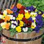 Viola 'Most Scented Mix'