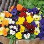 Viola 'Most Scented Mix'