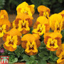 Viola F1 'Sorbet™ Honeybee'