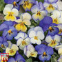 Viola 'Cool Summer Breeze' - Seeds