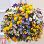 Viola (Ice Babies) 'Teardrops' Pre-Planted Hanging Basket
