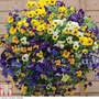 Viola 'Waterfall' Mixed - Seeds