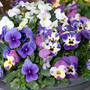 Viola 'Giant Flowered Trailing Blues Mix'