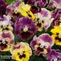 Pansy 'Frizzle Sizzle Fire'