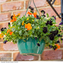 Viola 'Halloween'