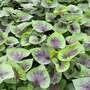 Marsh Violet 'Heartthrob'