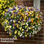 Viola 'Ice Babies' Pre-Planted Hanging Basket