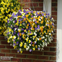 Viola 'Ice Babies' Pre-Planted Hanging Basket