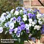 Viola 'Ocean Blues Collection'