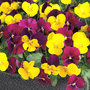 Viola 'Giant Flowered Trailing Patchwork Mix'