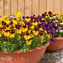 Viola 'Pot Pouri Mixed' - Seeds