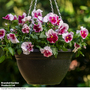 Viola 'Raspberry Fools'